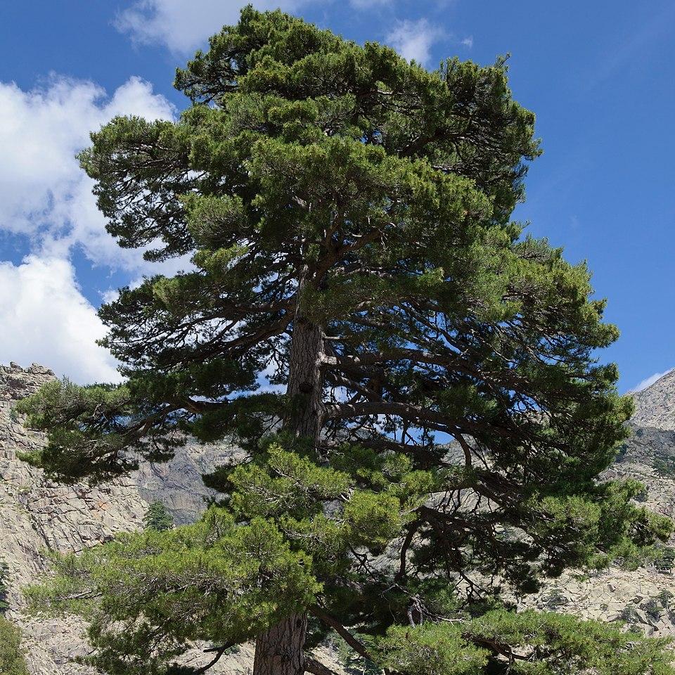 Pinus Nigra