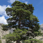 Pinus Nigra