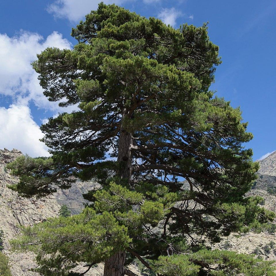 Pinus Nigra