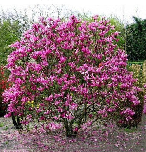 Magnolia Susan