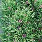 Pinus Nigra Bregeon 1/2 Tija