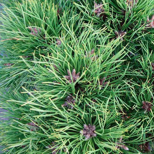 Pinus Nigra Bregeon 1/2 Tija