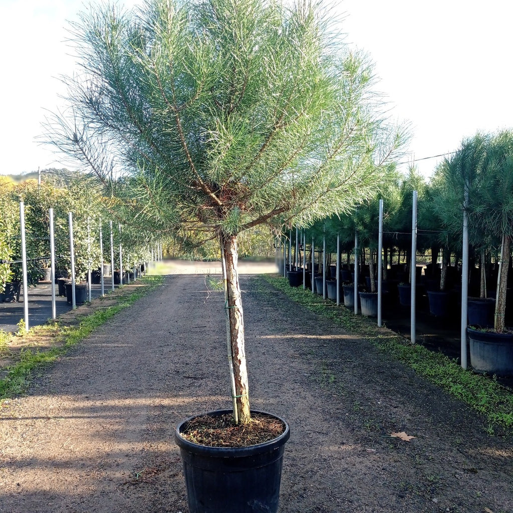 Pinus pinea 190/200 p14/16 en maceta de 55L