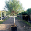 Pinus pinea 190/200 p14/16 en maceta de 55L