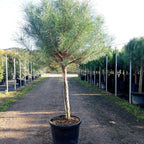 Pinus pinea 190/200 p14/16 en maceta de 55L