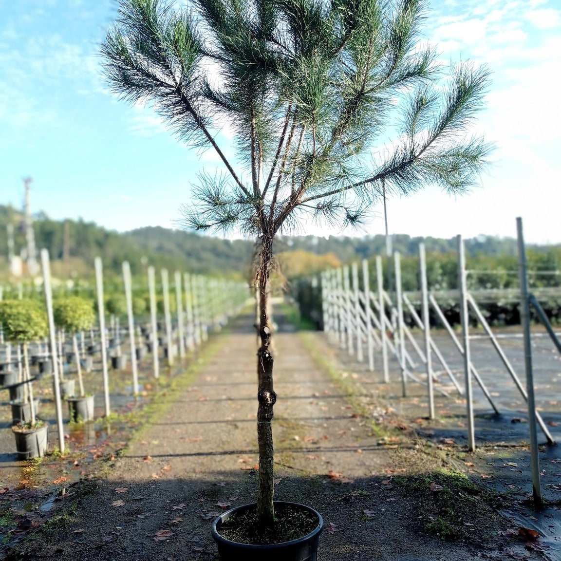 Pinus pinea 250/275 cm en maceta de 70L