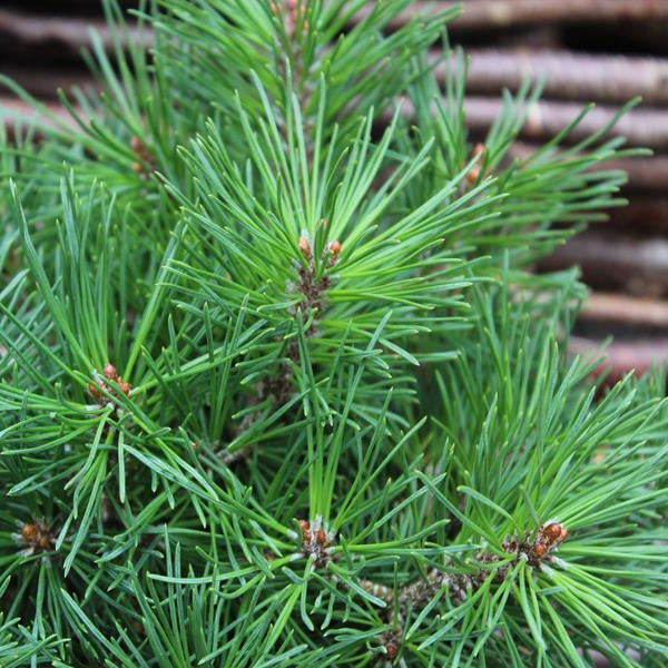 Pinus Mugo Mops