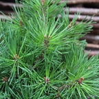 Pinus Mugo Mops
