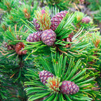 Pinus Mugo Mughus | Cepellón