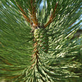 Pinus Nigra
