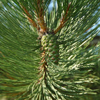 Pinus Nigra