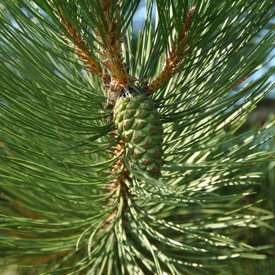 Pinus Nigra