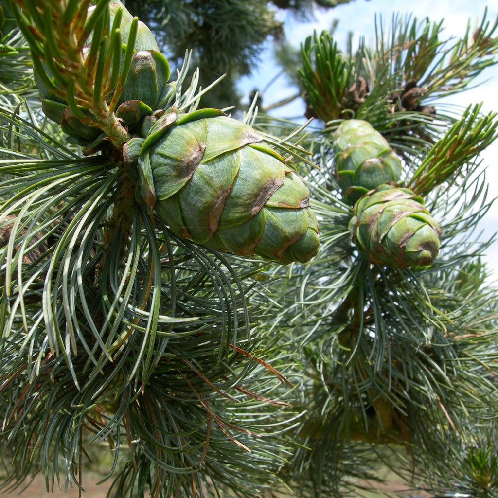 Pinus parviflora 'Glauca'