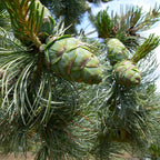 Pinus parviflora 'Glauca'