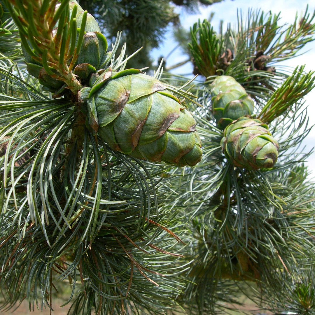 Pinus parviflora 'Glauca'