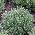 Pinus Mugo Mops