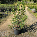 Pistacia lentiscus 60/80 cm en maceta de 10L