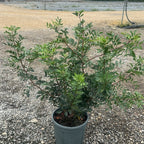 Pistacia lentiscus 60/80 cm en maceta de 5L