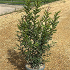 Pistacia lentiscus 80/100 cm en maceta de 10L