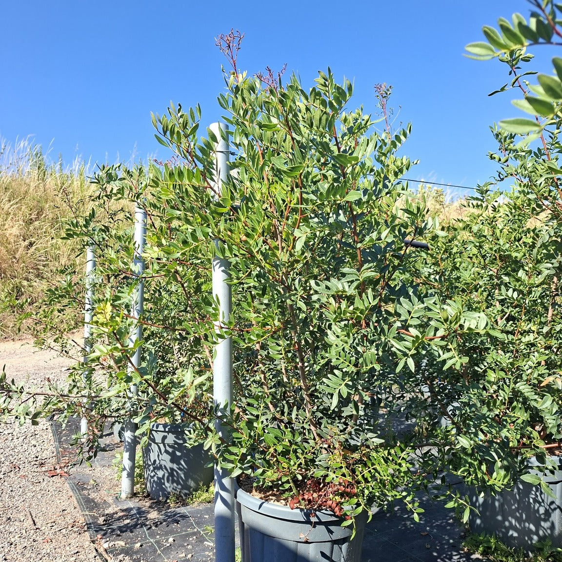 Pistacia lentiscus 80/100 cm en maceta de 18L