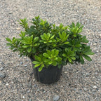 Pittosporum tobira 'Nanum' 40/50 cm en maceta de 5L