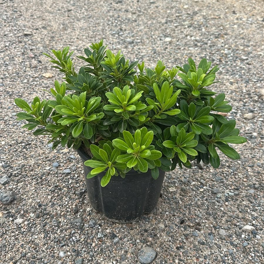 Pittosporum tobira 'Nanum' 40/50 cm en maceta de 5L