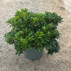Pittosporum tobira 'Nanum' 60/80 cm en maceta de 10L