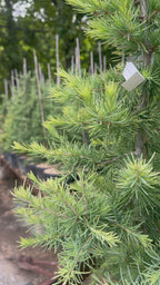 Cedrus Deodara Golden Horizon