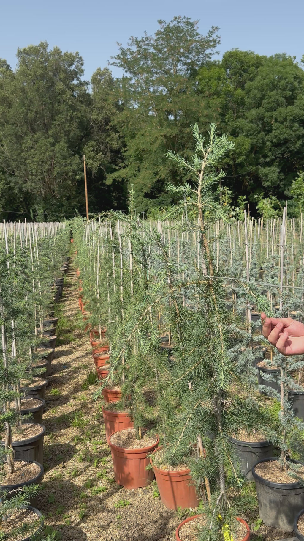Cedrus libani 'Glauca Pendula'