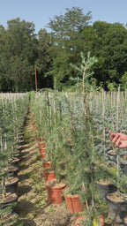 Cedrus libani 'Glauca Pendula'