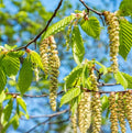 Betula Alba Pendula