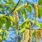 Betula Alba Pendula