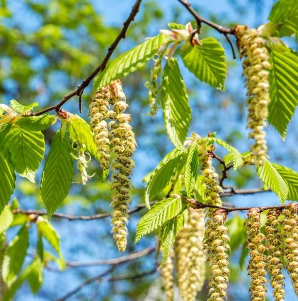 Betula Alba Pendula