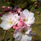 Prunus Amanogawa