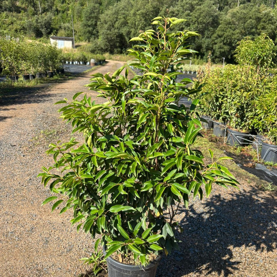 Prunus lusitanica 'Myrtifolia' 80/100 cm en maceta de 10L