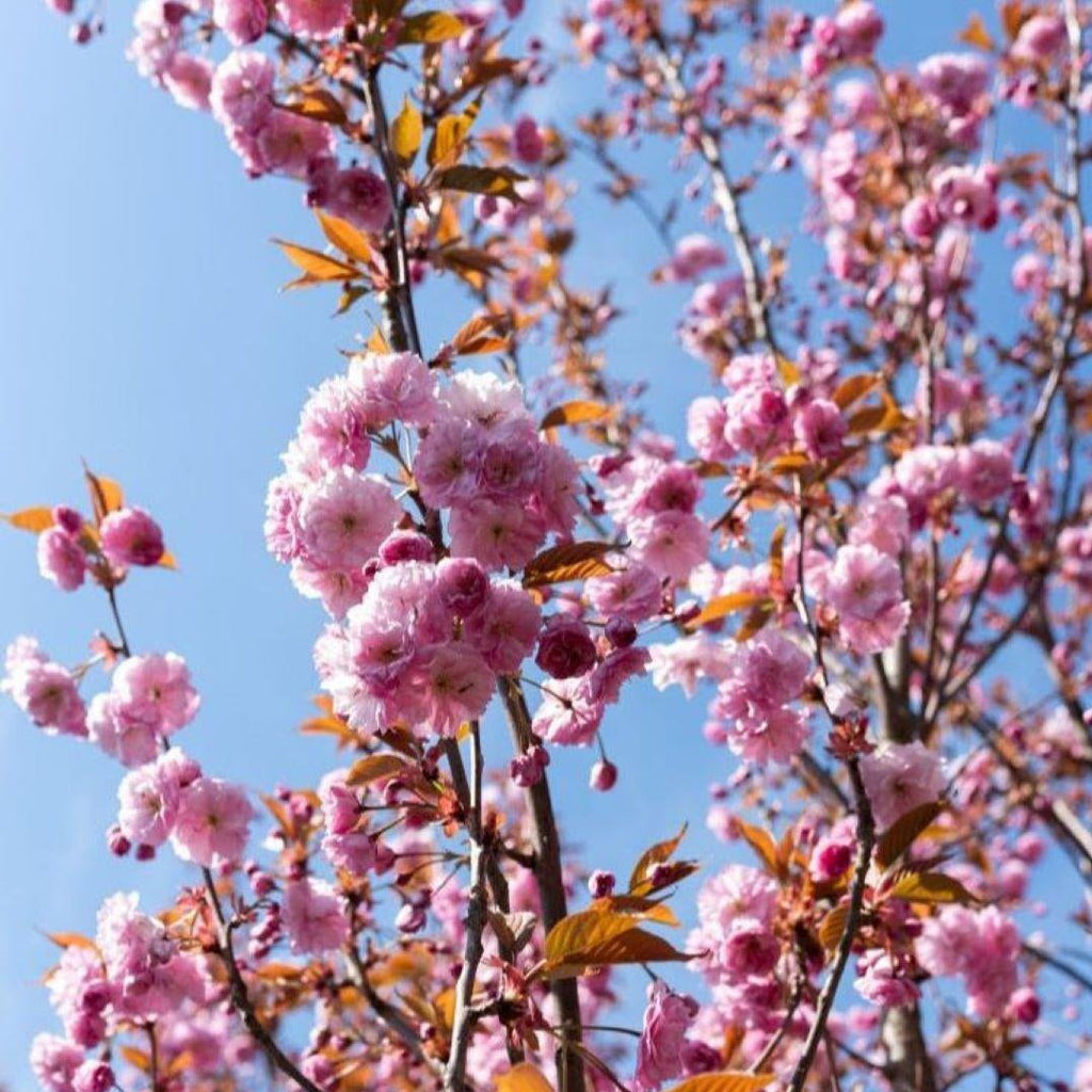 Prunus Serrulata Kanzan