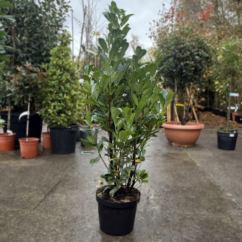 Prunus Laurocerasus