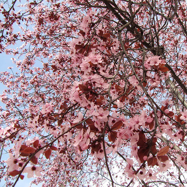 Prunus Pissardi