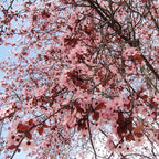 Prunus Pissardi