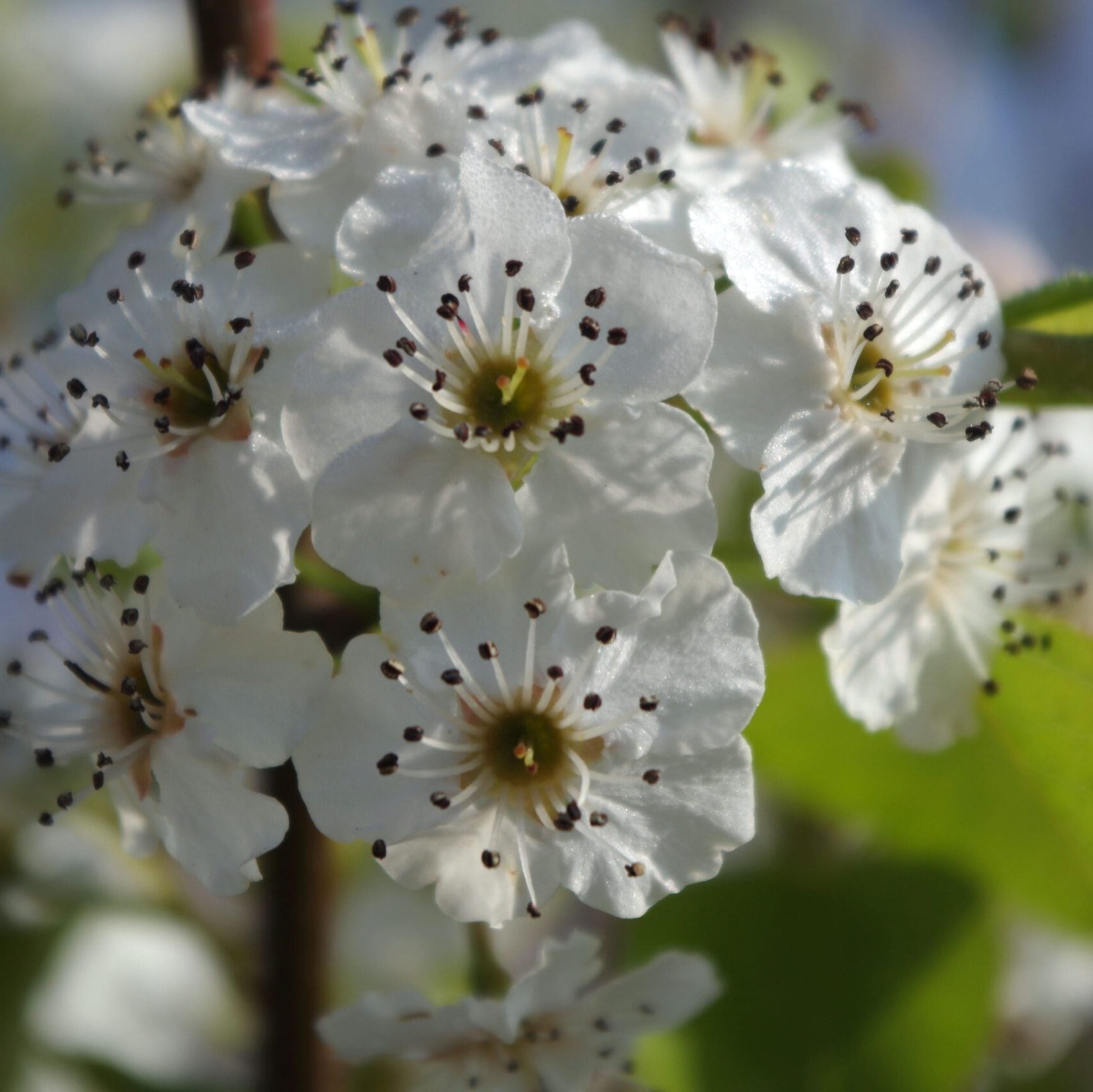 Pyrus calleryana ‘Chanticleer’