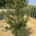 Quercus ilex 120/140 cm en maceta de 15L