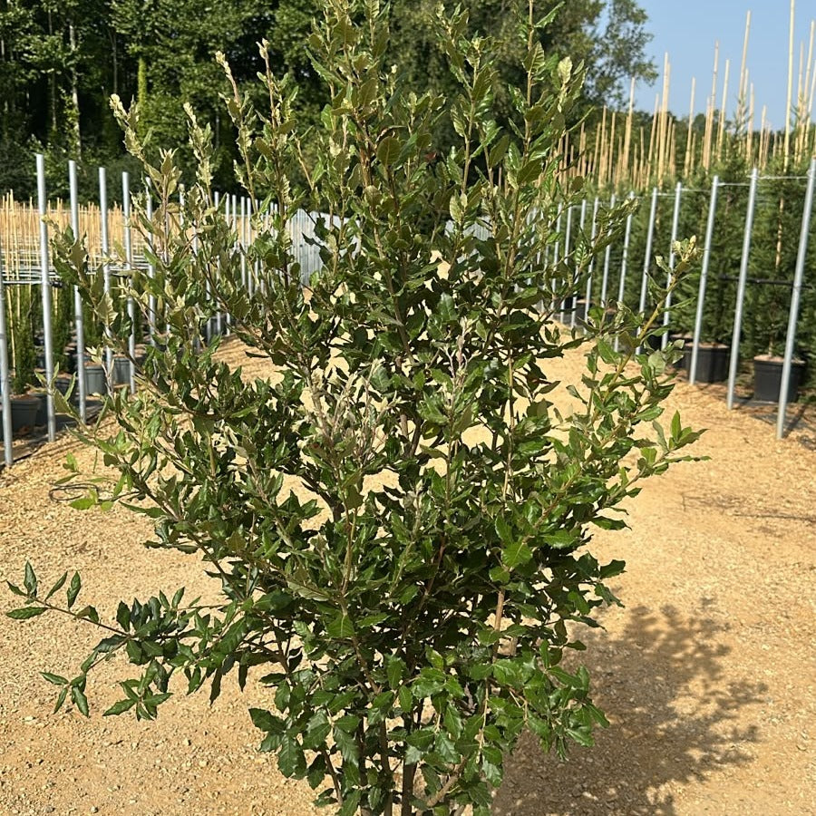 Quercus ilex 120/140 cm en maceta de 15L