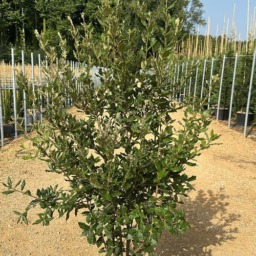 Quercus ilex