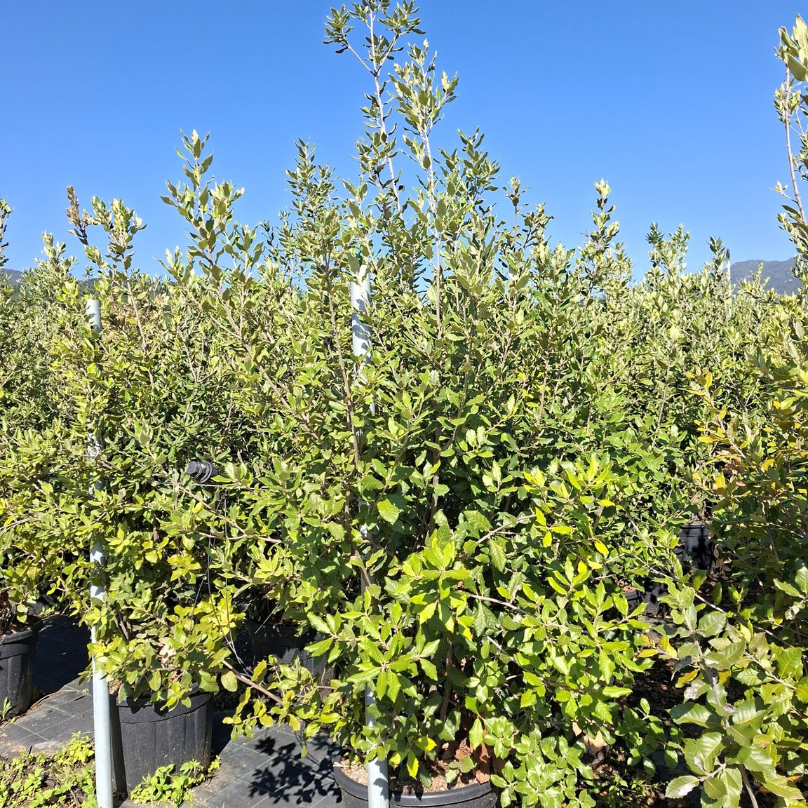 Quercus ilex 150/+ cm en maceta de 30L