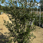 Quercus ilex 150/+ cm en maceta de 30L