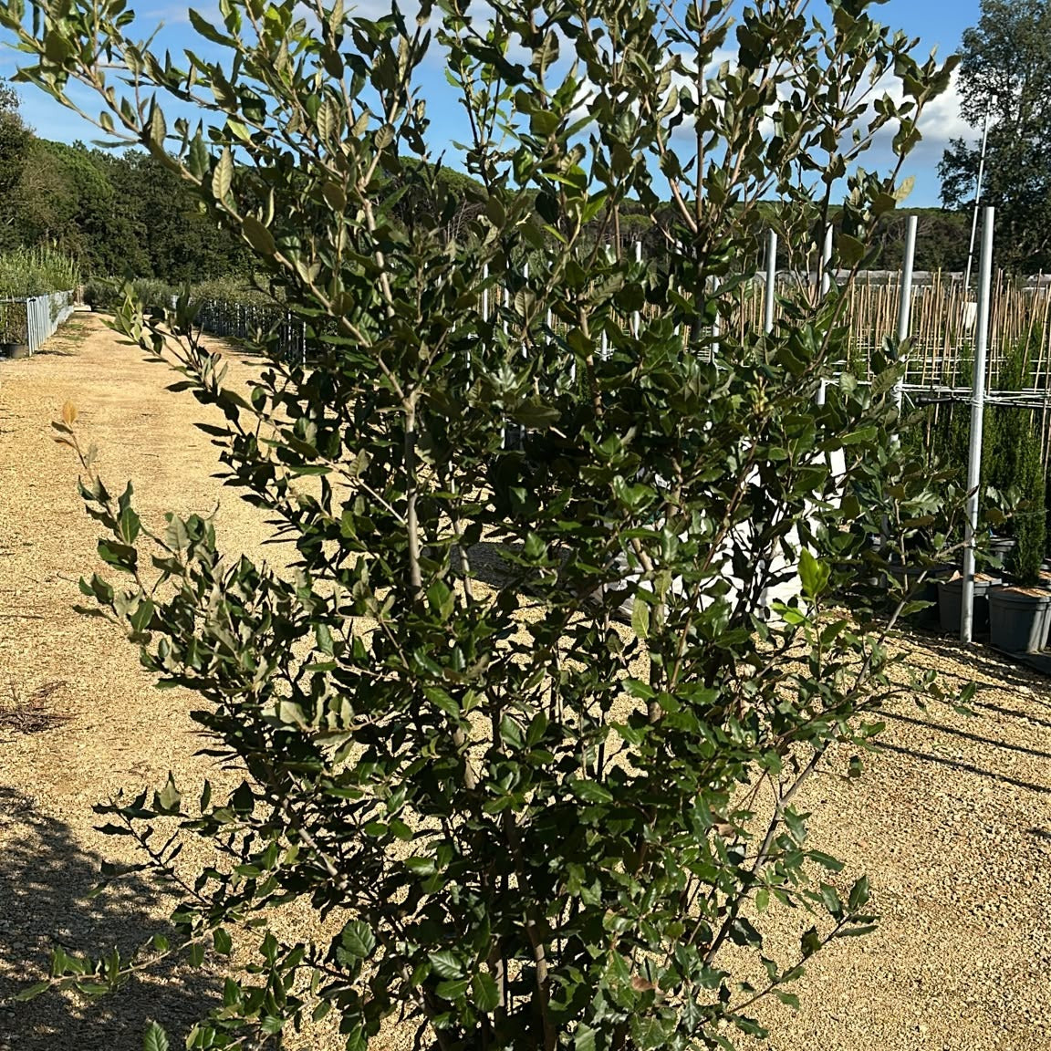 Quercus ilex 150/+ cm en maceta de 30L