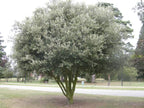 Quercus ilex