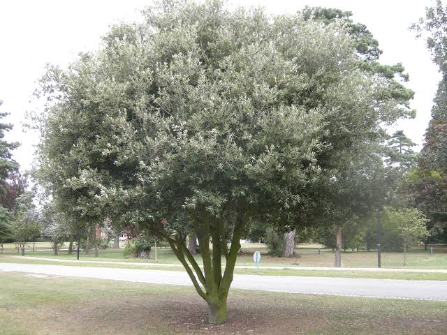 Quercus ilex