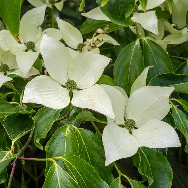 Cornus kousa 'Milky Way'