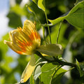 Liriodendron Tulipifera